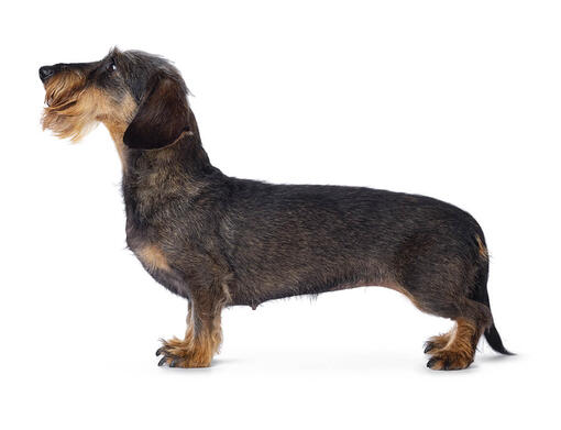 Rough hot sale coated dachshund